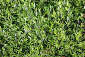 Hedging Chch Canterbury: Corokia Clover