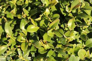 Buxus suffruticosa Green Gem