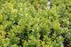 Buxus sempervirens