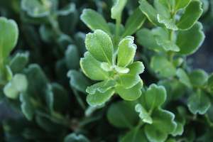 Buxus harlandii Richard