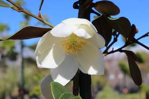 Hedging Chch Canterbury: Michelia y. Honey Velvet