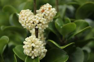 Hedging Chch Canterbury: Ligustrum rotundifolium