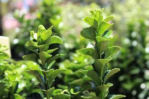Hedging Chch Canterbury: Euonymus Green Spire