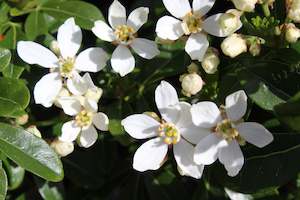 Hedging Chch Canterbury: Choisya ternata