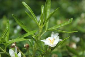 Hedging Chch Canterbury: Choisya aztec pearl