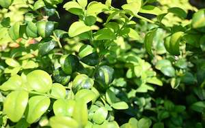 Buxus Buttercup