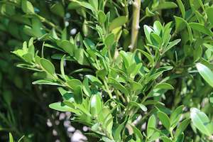 Buxus balearica