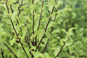 Pittosporum tenuifolium Wrinkled Blue