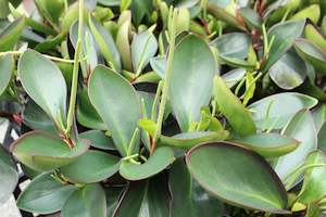 House Plants Chch Canterbury: Peperomia Green Emerald