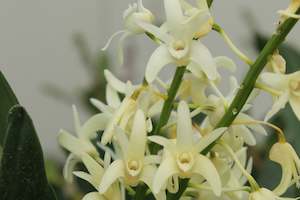 Dendrobium kingianum Alba