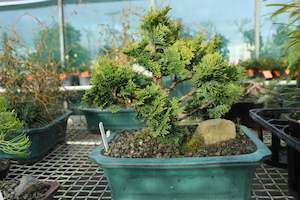 House Plants Chch Canterbury: Bonsai