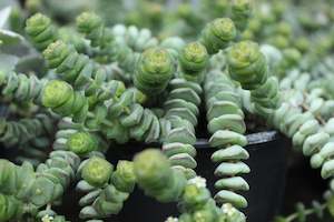 Crassula marneriana