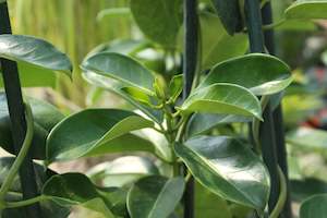 House Plants Chch Canterbury: Stephanotis Floribunda