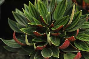 Peperomia caperata Rosso