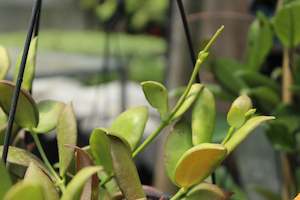 House Plants Chch Canterbury: Hoya Anulata