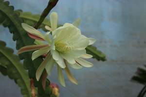 House Plants Chch Canterbury: Epiphyllum crenatum