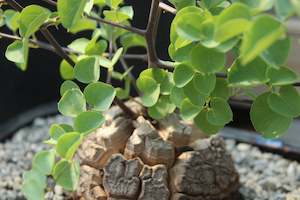 Dendroseris littoralis