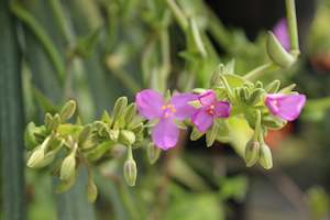 Callisia navicularis