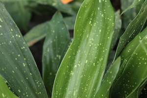 House Plants Chch Canterbury: Aspidistra shooting stars