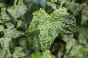 Hedera helix Gold Dust