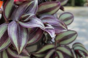 House Plants Chch Canterbury: Tradescantia Zebrina