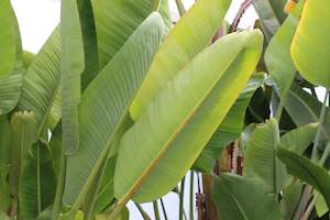 House Plants Chch Canterbury: Strelitzia Nicolai