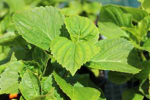 Hydrangea Renate Steiniger
