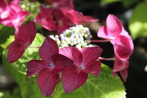 Hydrangea: Hydrangea Strawberries & Cream