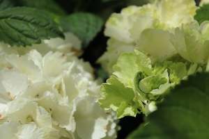 Hydrangea: Hydrangea Snowball