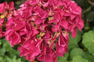 Hydrangea Raspberry Crush