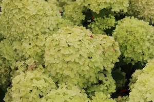 Hydrangea: Hydrangea paniculata Candlelight