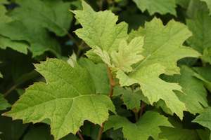 Hydrangea quercifolia Pee Wee
