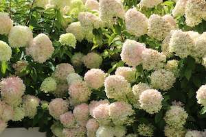 Hydrangea: Hydrangea paniculata Limelight