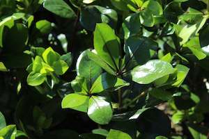 Pittosporum cornifolium Poor Knights