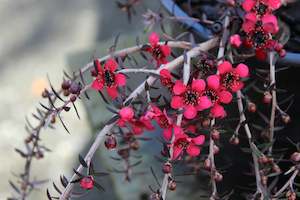 Leptospermum Red Falls