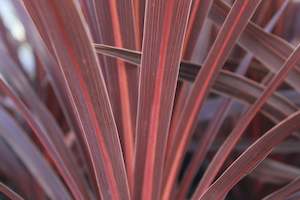 Cordyline australis Red Star