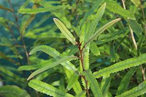 Nz Native Chch Canterbury: Knightia excelsa
