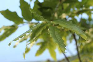 Nz Native Chch Canterbury: Alectryon excelsus