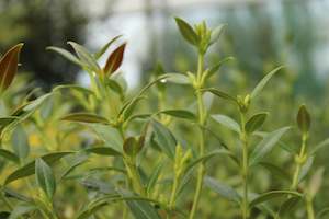 Nz Native Chch Canterbury: Metrosideros umbellata silver beacon