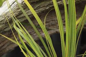 Nz Native Chch Canterbury: Libertia ixoides