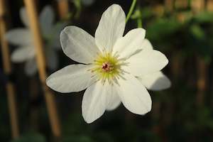 Nz Native Chch Canterbury: Clematis paniculata Purity