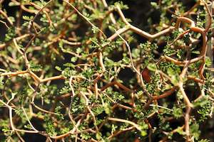 Nz Native Chch Canterbury: Sophora prostrata