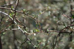 Nz Native Chch Canterbury: Pittosporum turneri