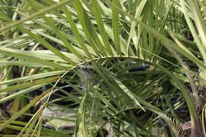Palms Chch Canterbury: Butia capitata
