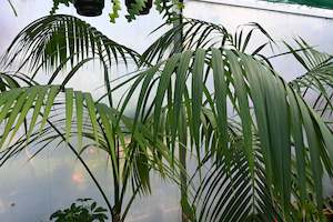 Palms Chch Canterbury: Howea forsteriana