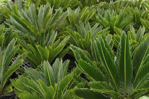 Palms Chch Canterbury: Cycas Revoluta
