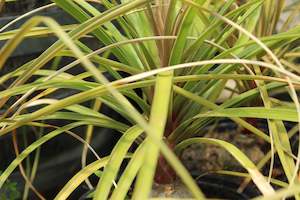 Palms Chch Canterbury: Beaucarnea recurvata