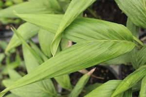 Palms Chch Canterbury: Archontophoenix cunninghamiana