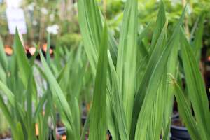Perennials Bulbs Chch Canterbury: Crocosmia Lucifer