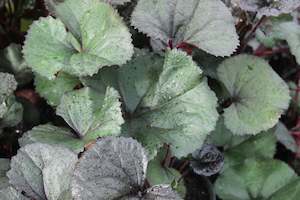 Perennials Bulbs Chch Canterbury: Ligularia dentata Red Devil